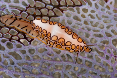 Flamingo Tongue - Cyphoma gibbosum