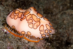 Flamingo Tongue - Cyphoma gibbosum