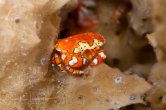 Gaudy Clown Crab - Platypodiella spectabilis