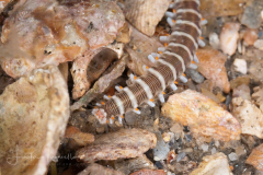 Leopard Worm - Hesione pantherina 