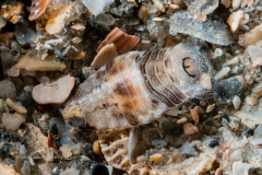 Isopod - Rocinela signata