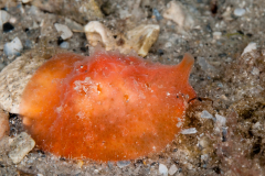 Lamellaria perspicua