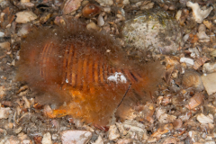 Lesser-Girdled Triton - Cymatium (Gelagna) succinctum