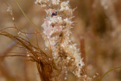 Manning Grass Shrimp - Thor manningi ?