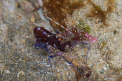 Manyspot Snapping Shrimp - Alpheus polystictus