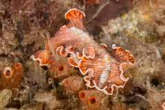 Prostheceraeus crozieri 