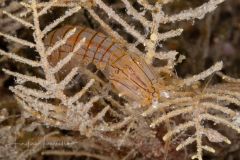 Meiosquilla tricarinata