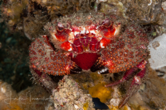 Nodose Rubble Crab - Paractaea rufopunctata - With Eggs