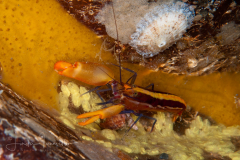 Orange-Striped Snapping Shrimp - Alpheus paraformosus