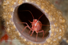 Peppermint Shrimp - Lysmata pederseni