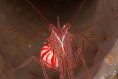 Peppermint Shrimp - Lysmata pederseni - With a Parasite