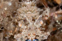 Phyllognathia cf. simplex