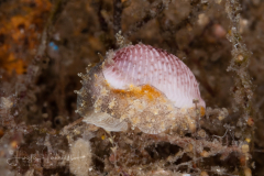 Pink Trivia - Niveria suffusa