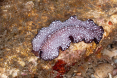 Pseudocerotid Flatworm