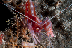 Red Snapping Shrimp - Alpheus armatus
