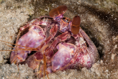 Reef Mantis - Lysiosquilla glabriuscula ?