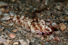 Rock Shrimp