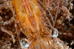Shrimp Close-Up