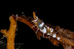 Slender Sargassum Shrimp - Latreutes fucorum