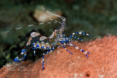 Spotted Cleaner Shrimp - Periclimenes yucatanicus