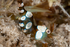Squat Anemone Shrimp - Thor dicaprio