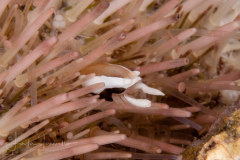 Squat Urchin Shrimp - Gnathophylloides mineri
