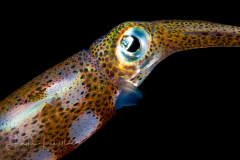 Squid