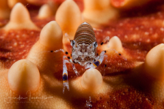 Striped Bumblebee Shrimp - Gnathophyllum americanum