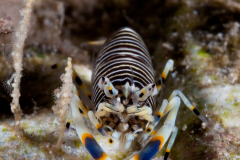 Striped Bumblebee Shrimp - Gnathophyllum americanum