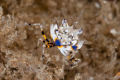 Striped Bumblebee Shrimp - Gnathophyllum americanum