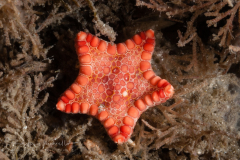 Tesselated Cushion Star - Goniaster tessellatus