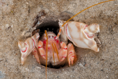 Thalassinidean Shrimp - Corallianassa longiventris