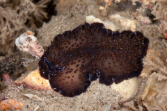 Thysanozoon nigrum Flatworm