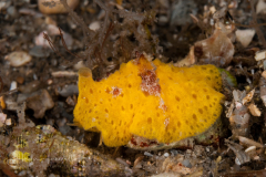 Transparent Lamellaria - Lamellaria perspicua