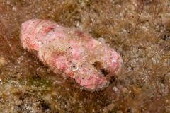 Slipper Lobster - Scyllaridae - Probably Scyllarus americanus
