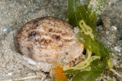 Western Striate Bubble - Bulla occidentalis - Laying Eggs