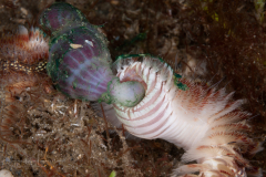 White-spotted Fireworm - Chloeia sp. - Attacking a Spoon Worm -Ochetostoma erythrogrammon