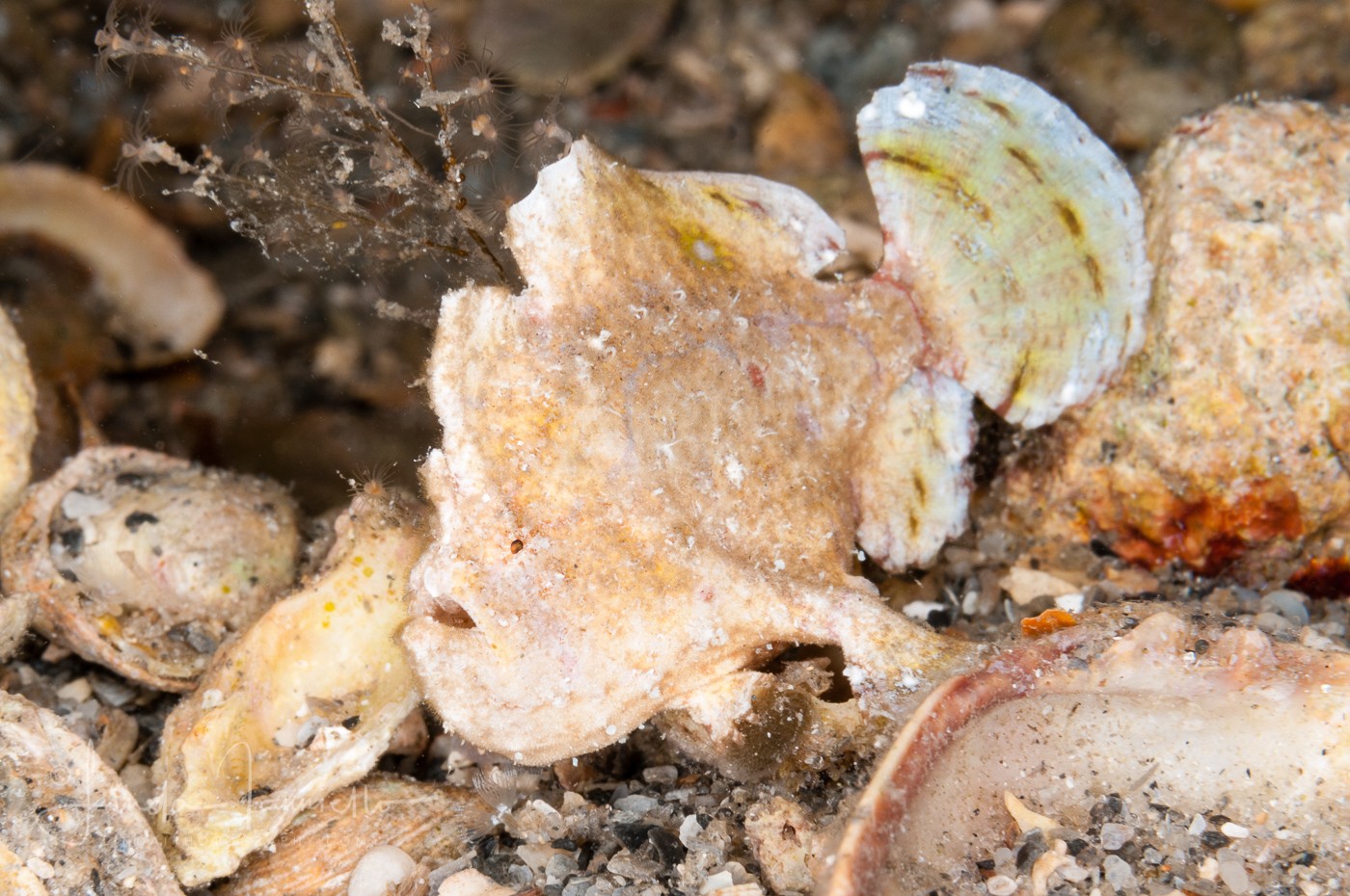 Dwarf Frogfish - Antennarius pauciradiatus