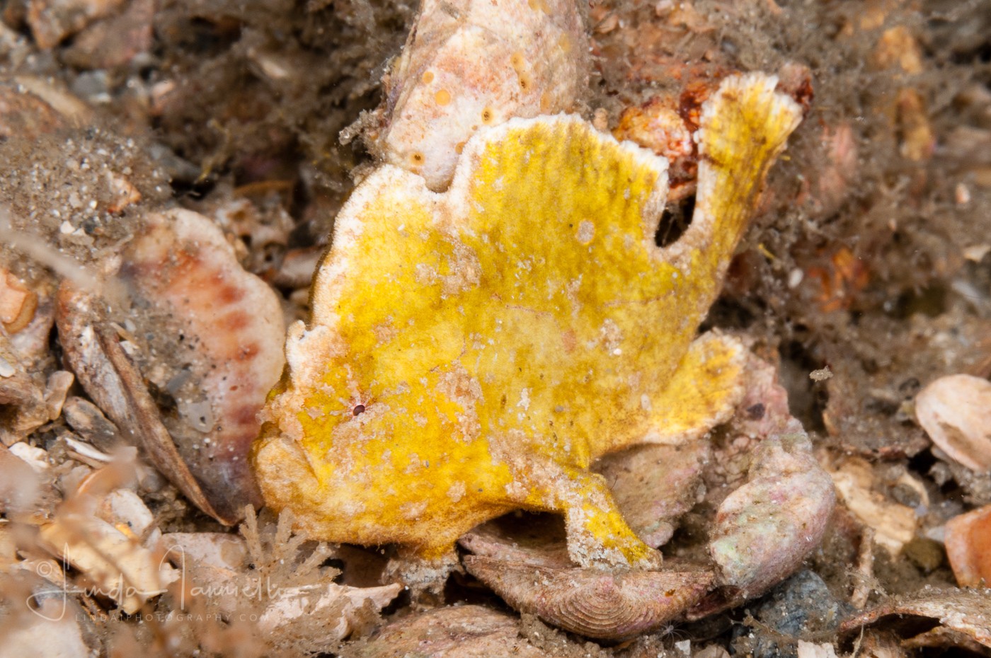 Dwarf Frogfish - Antennarius pauciradiatus