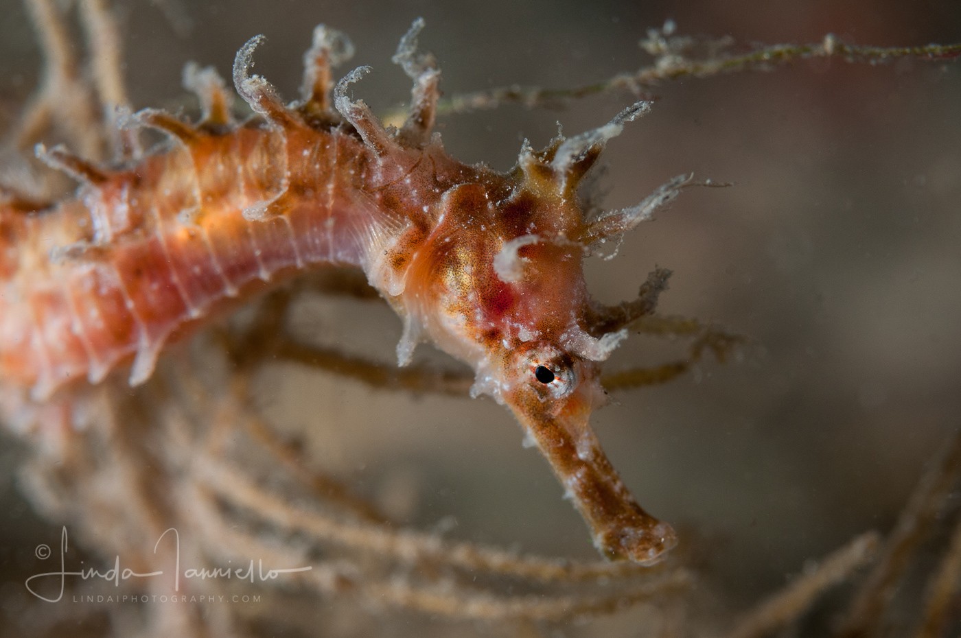 Lined Seahorse - Hippocampus erectus