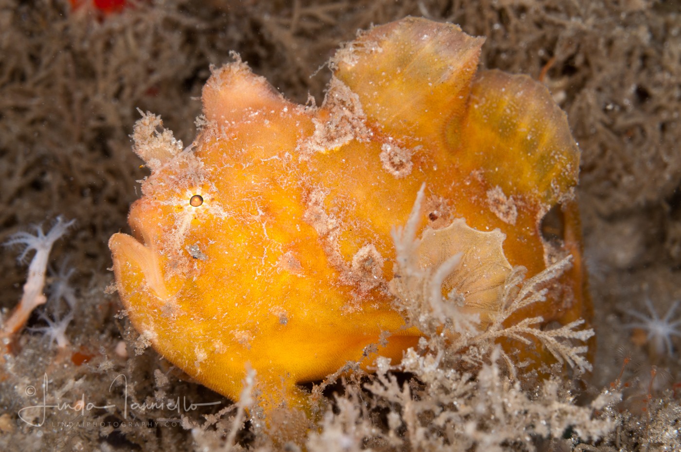 Ocellated Frogfish - Fowlerichthys ocellatus