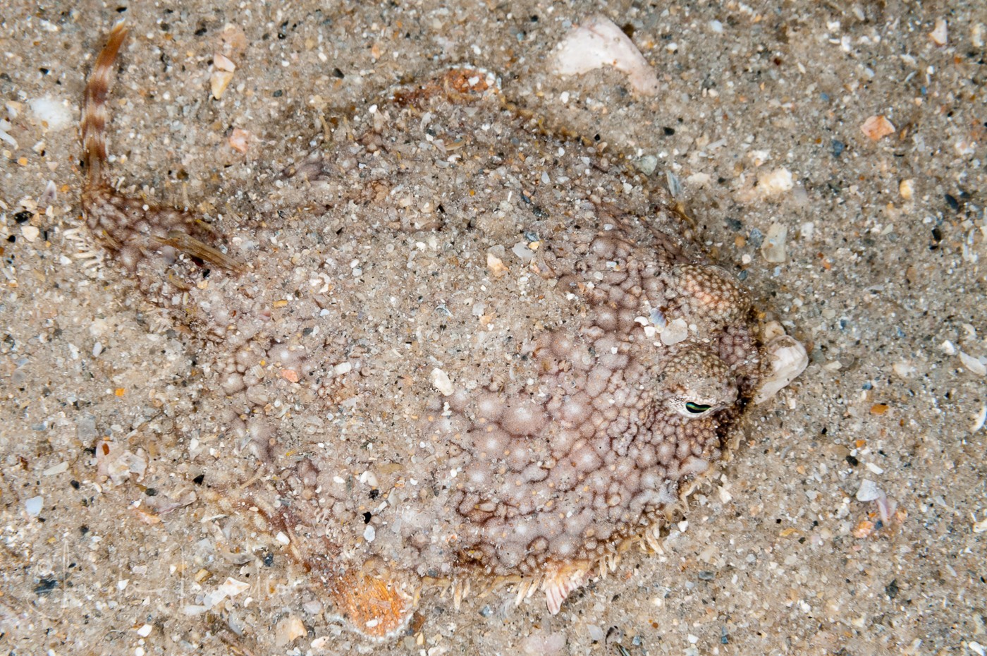 Pancake Batfish - Halieutichthys aculeatus or H. bispinosus