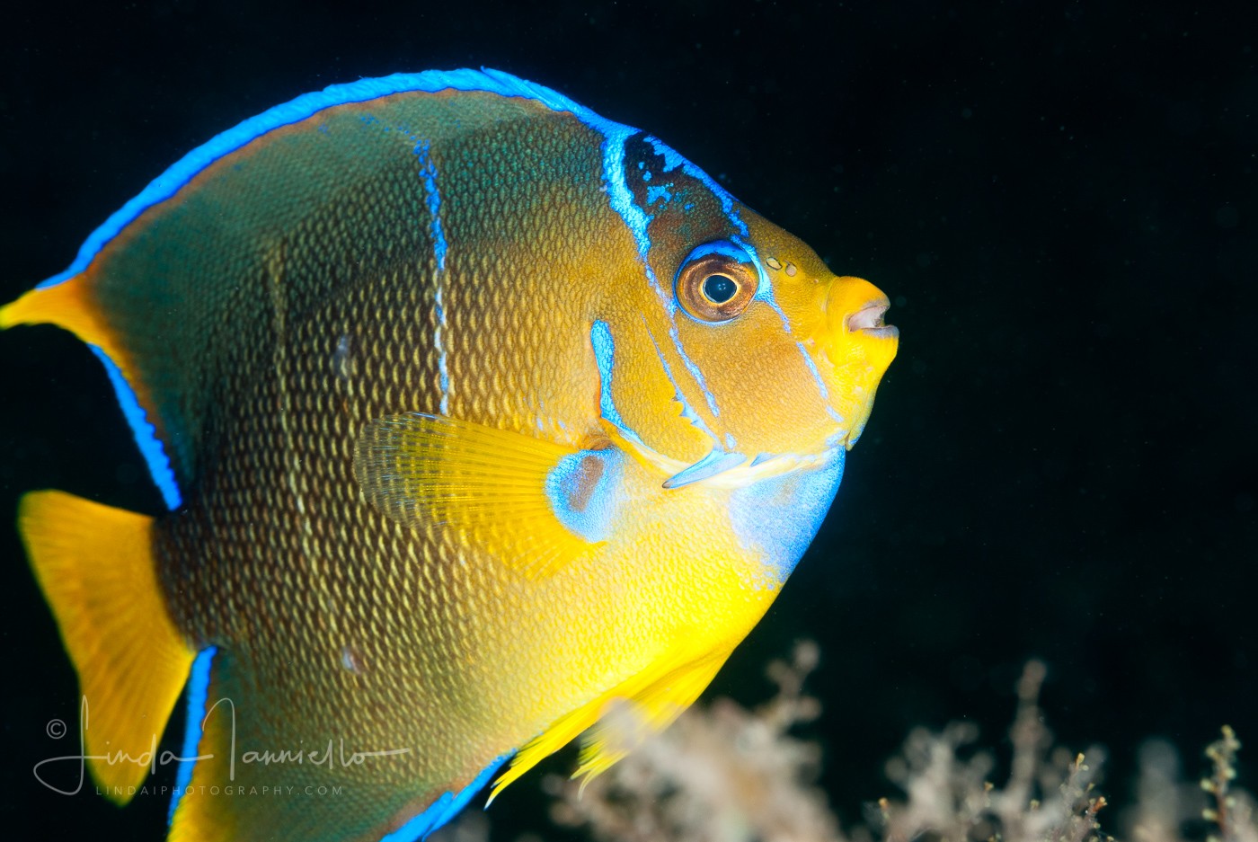 Possibly a Townsend Angelfish - Hybrid