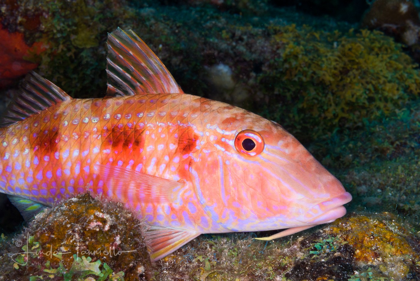 Spotted Goatfish - Pseudupeneus maculatus