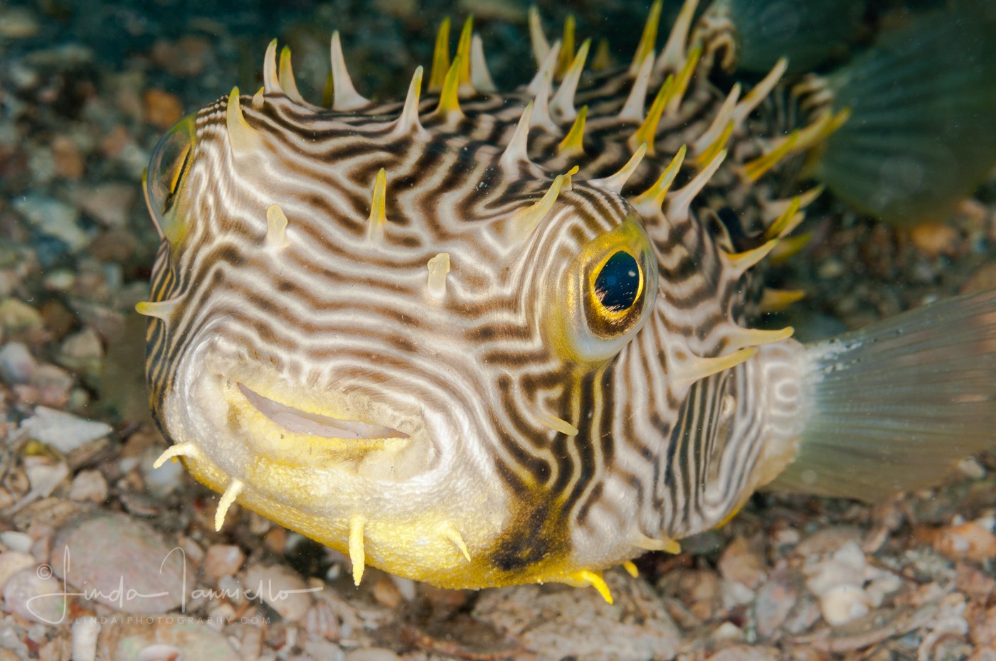 Striped Burrfish - Chilomycterus schoepfi