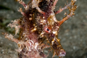 Lined Seahorse - Hippocampus erectus Lined Seahorse - Hippocampus erectus