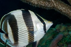 Banded Butterflyfish - Chaetodon striatus