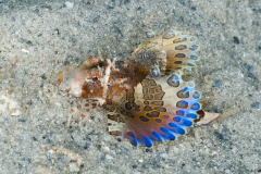 Bandtail Searobin - Prionotus ophryas