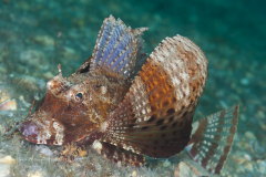 Bandtail Searobin - Prionotus ophryas