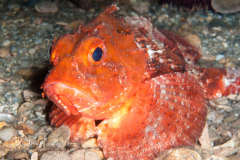 Barbfish - Scorpaena brasiliensis